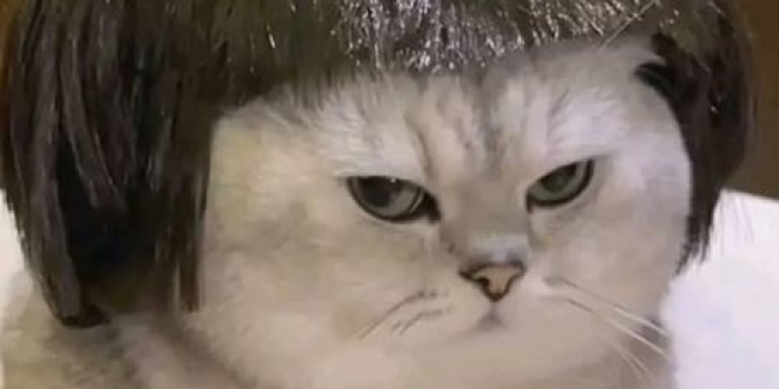 kucing lucu