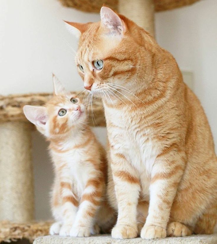 Cara Menghitung Usia Kucing