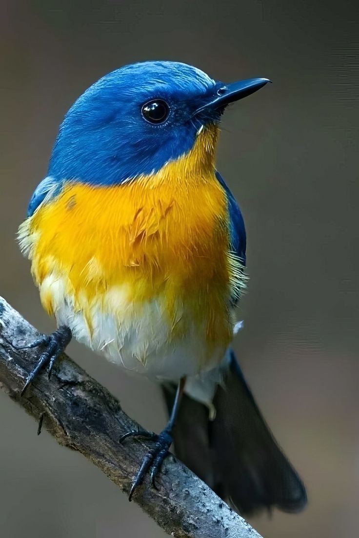 Burung Tledekak, indah warna bulunya bikin memesona