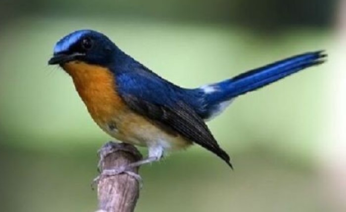 Burung Tledekan, penyuling handal