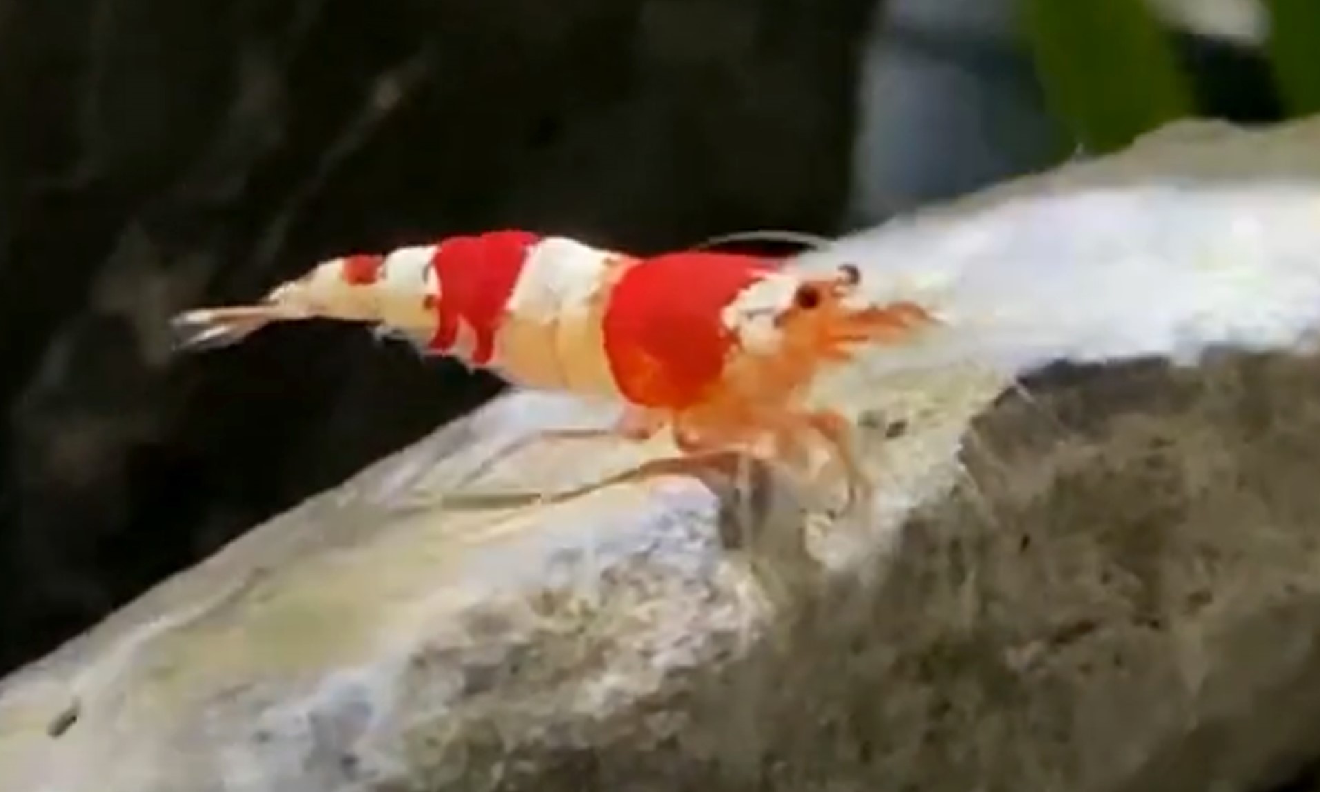 Crystal Red Shrimp