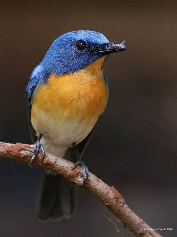 Burung Tledekan, banyak mitos menyertainya