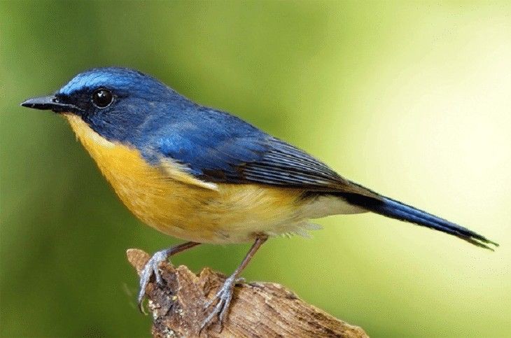 Burung Tledekan