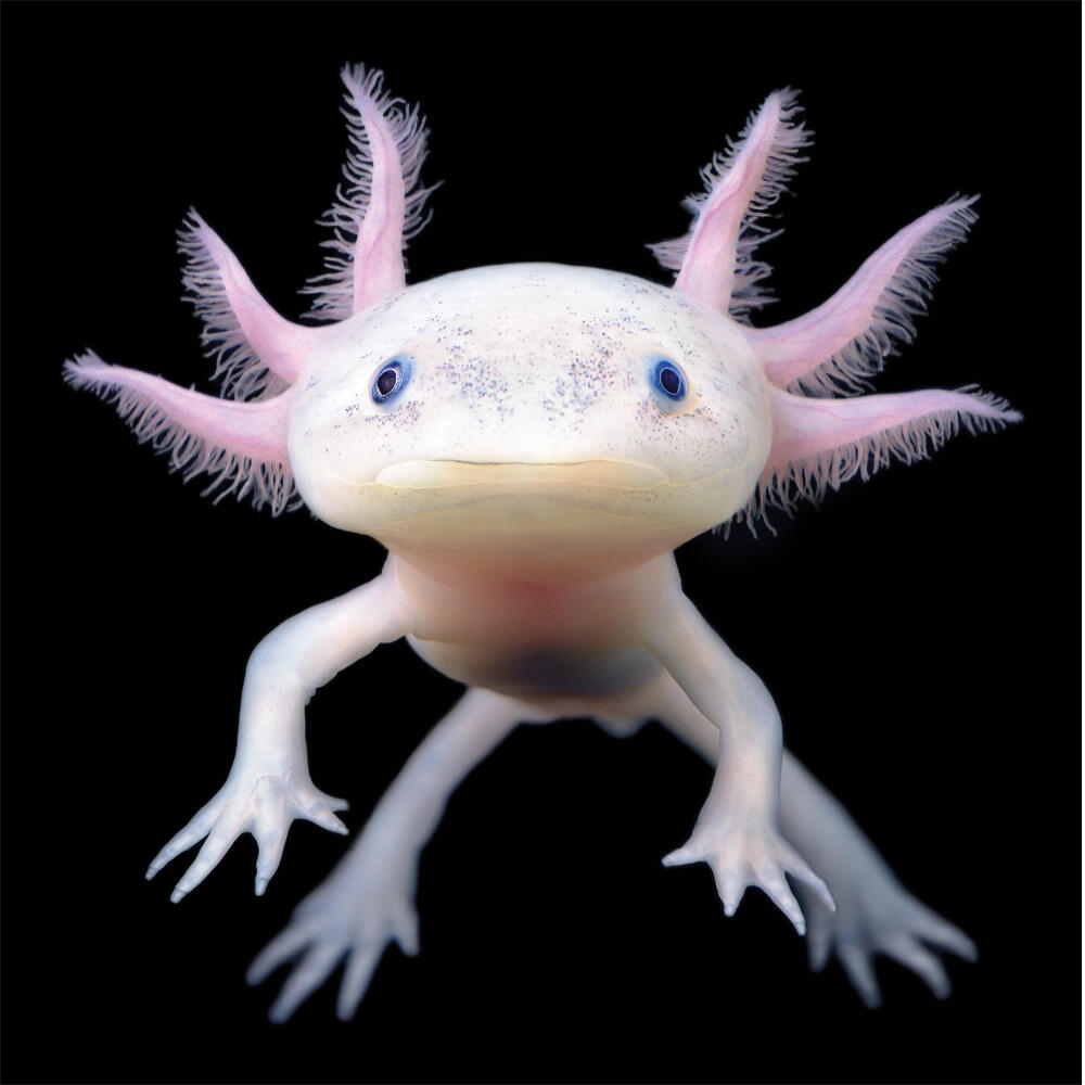 Salamander Axolotl