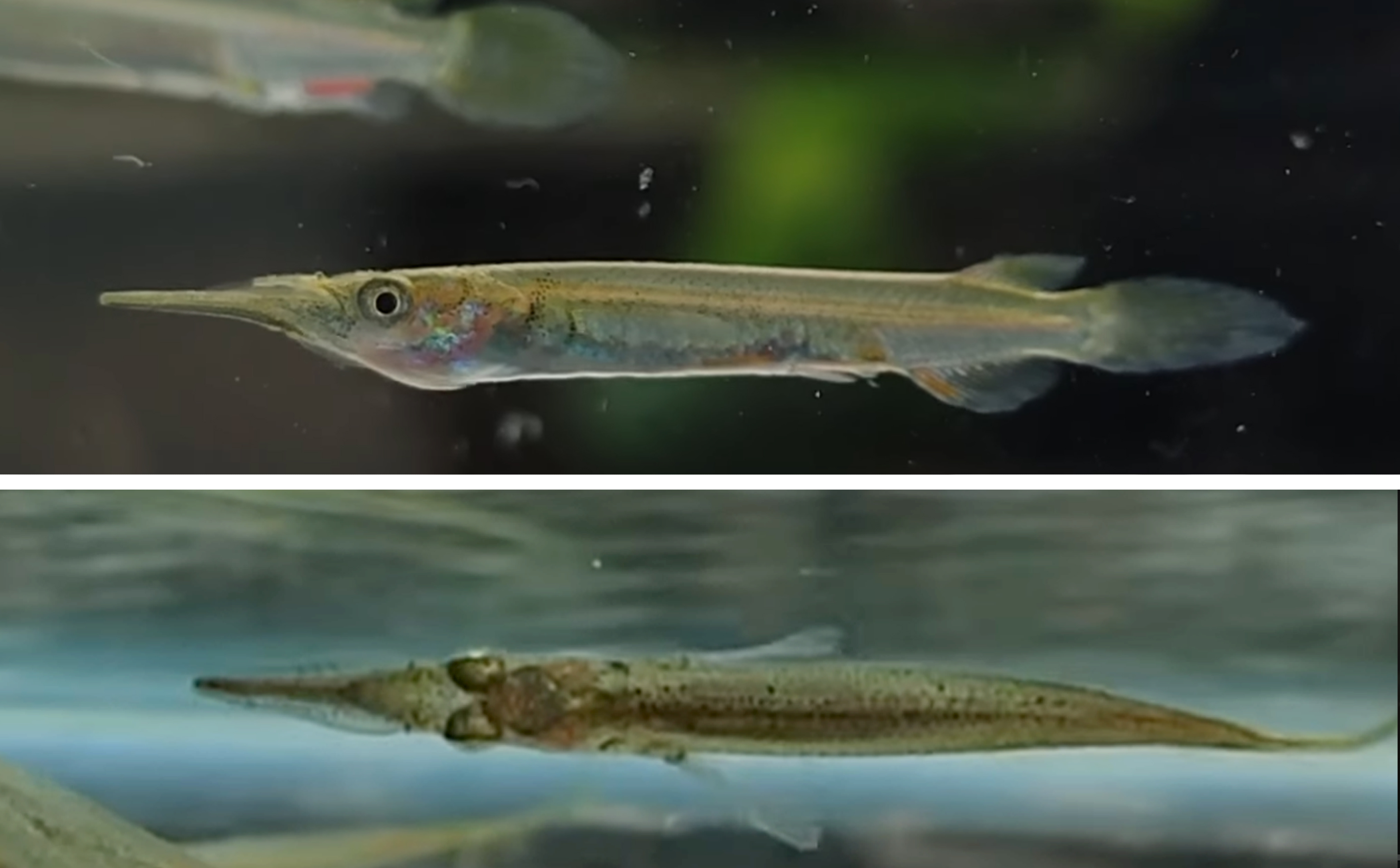 Ikan Julung-julung