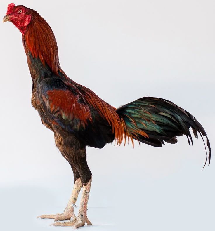 Ayam Bangkok Wiring Galih (Pinterest)