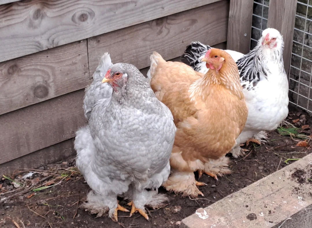 Ayam Brahma bisa tumbuh hingga mencapai berat 5&ndash;7 kg untuk jantan dan sekitar 4&ndash;5 kg untuk betina (Reddit)