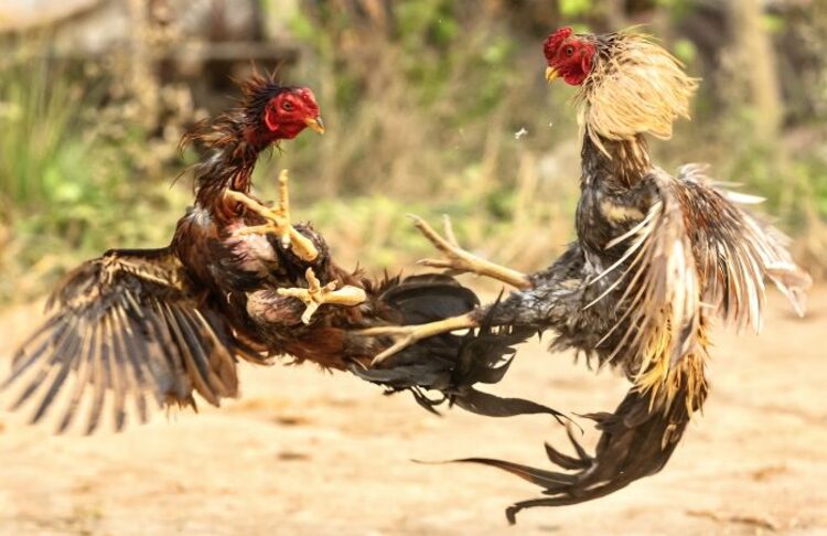 Ayam Bangkok dikenal luas sebagai ayam petarung unggulan karena faktor genetika, fisik yang kuat, dan naluri bertarung yang tinggi (SUMBER : Worldanimalnews.com)