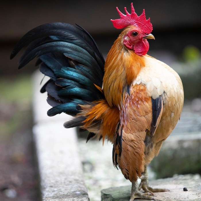 Ayam Serama, Ayam Langka dan Terkecil di Dunia (Sumber : Tokopedia.com)