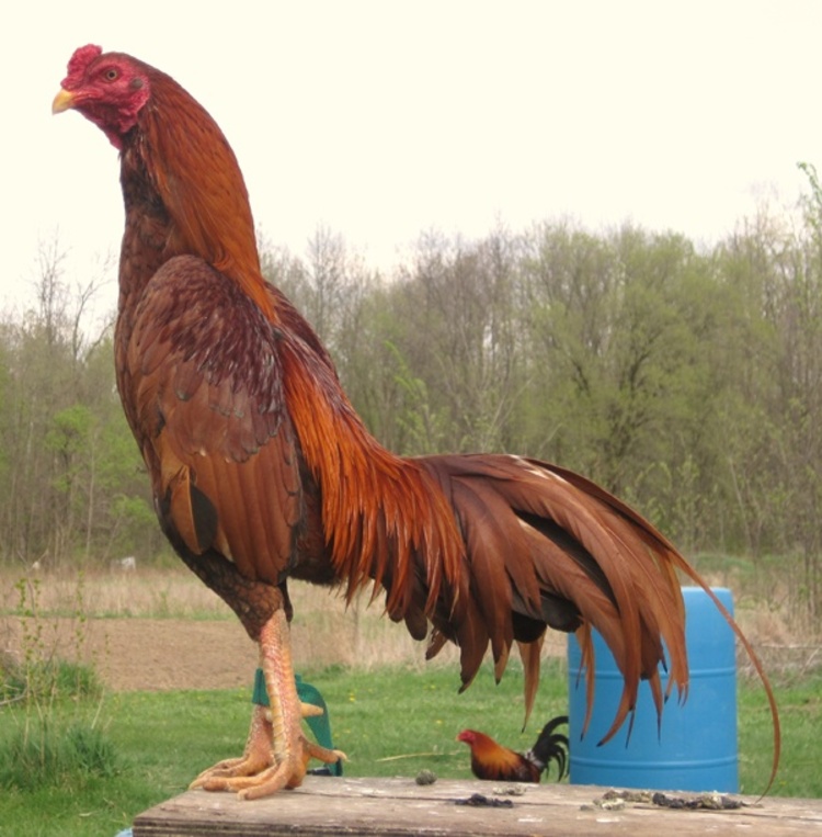 Ayam Wangkas Api, Warna Lebih Gelap darpada Wangkas Emas yang Lebih Cerah (Pinterest)
