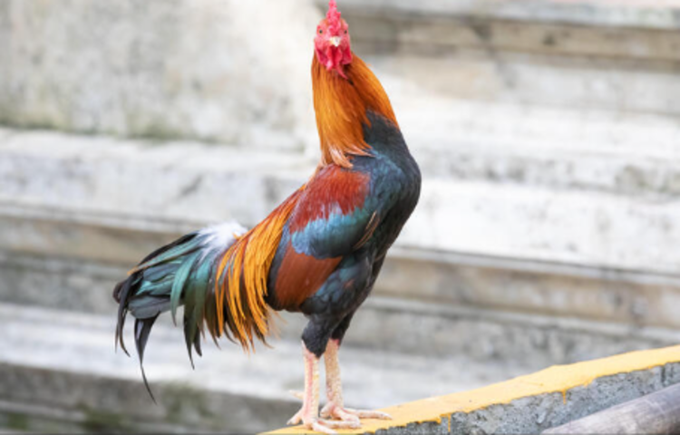 Ayam Bangkok Wiring Kunik (Alamy.com)