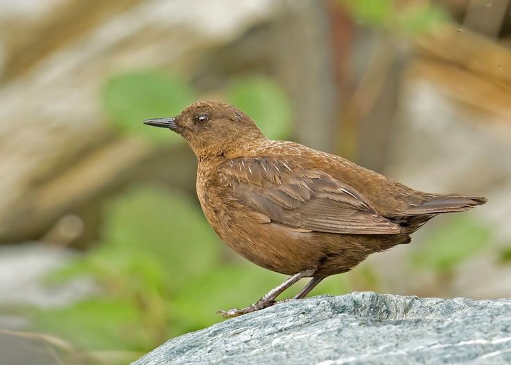 Burung Brown Dipper, mata tajamnya mampu mendeteksi makanan di dasar sungai
