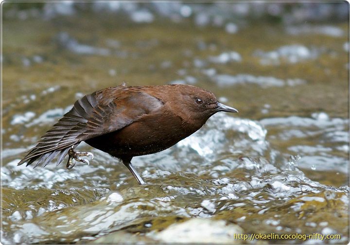 Burung Brown Dipper, menyelam dan berengan di dalam air untuk mencari makan