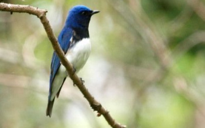 Burung Tledekan Laut, cocok dipelihara di daerah pesisir