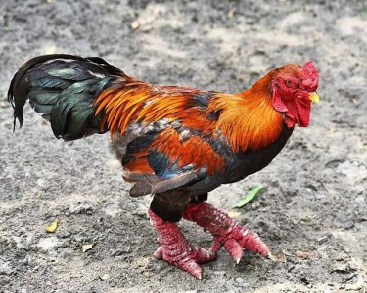 Caption Foto Kaki Tebal Menjadi Ciri dan Keunikan dari Ayam Asal Vietnam (pinterest.com)