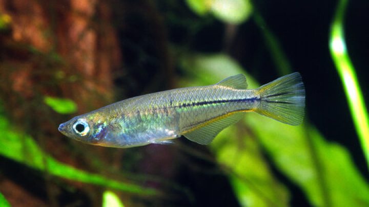 Ikan Padi, kilatan sisiknya memesono