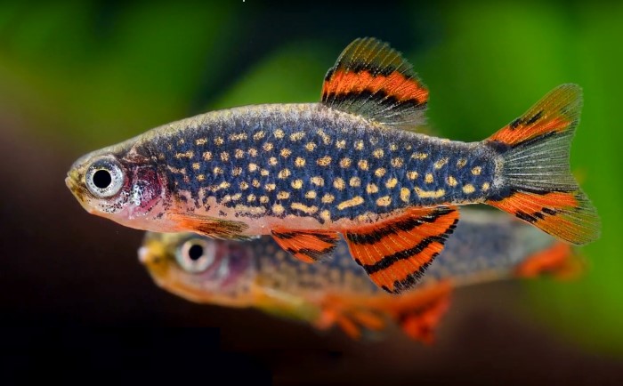 Ikan Rasbora Galaxy