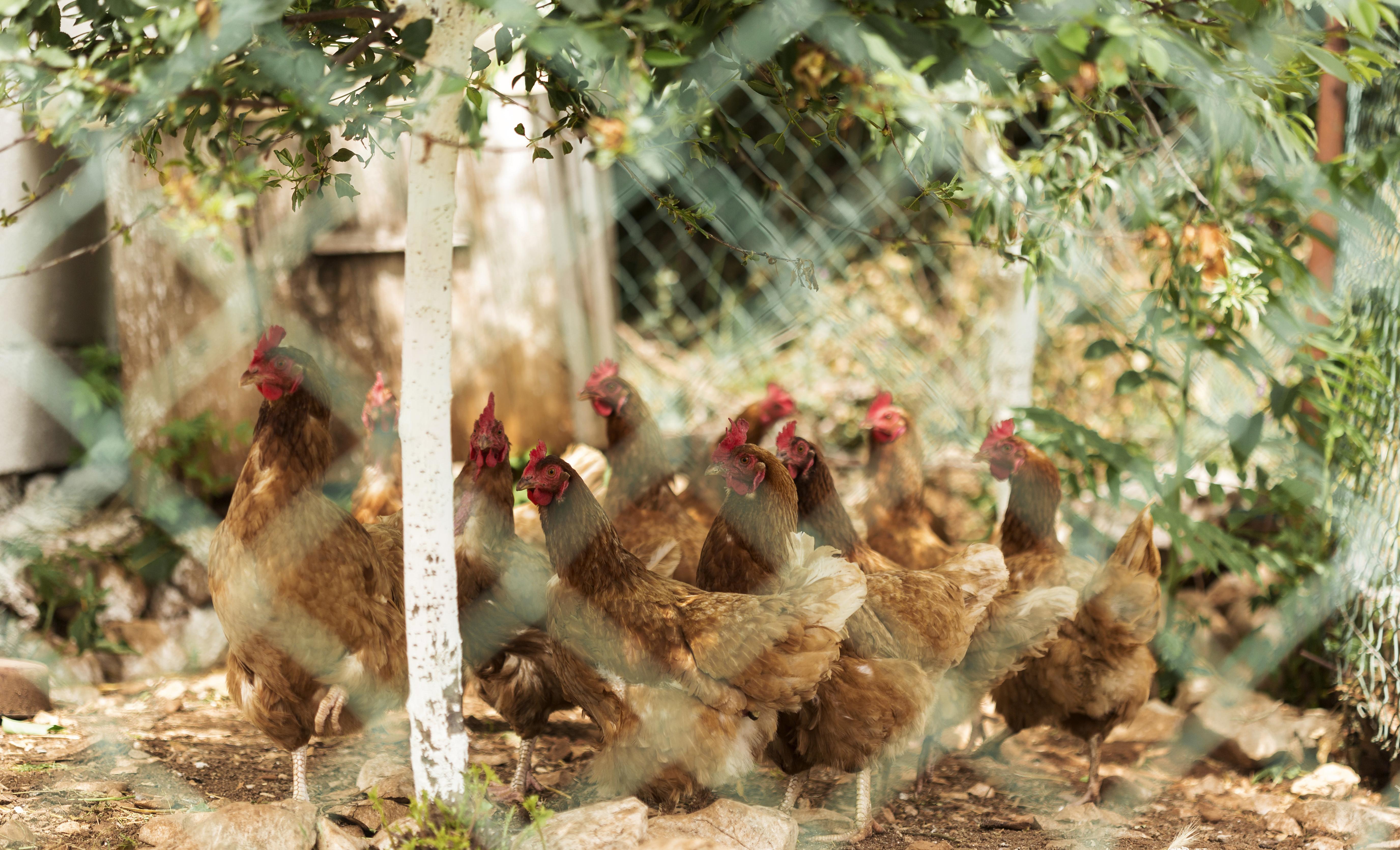 Ilustrasi Ketika Beternak Ayam Dihalaman Belakang Rumah (Freepik.com)