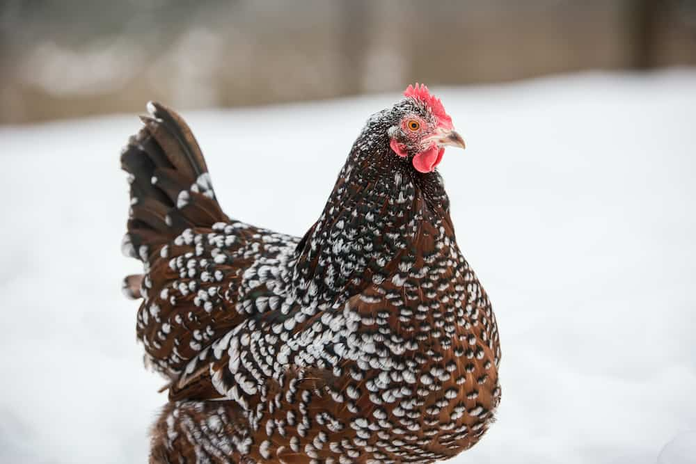 Ayam Sussex, Ayam Asli Inggris Menjadi Yang Salah Satu Unggas Termahal (www.somerzby.com.au)