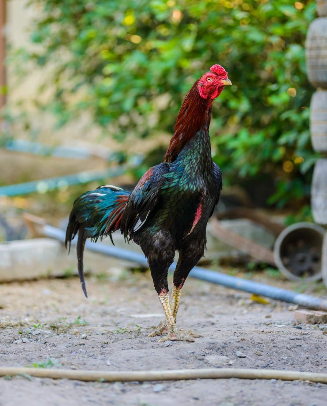 Ilustrasi Ayam Bangkok (Sumber : Depositphotos.com)