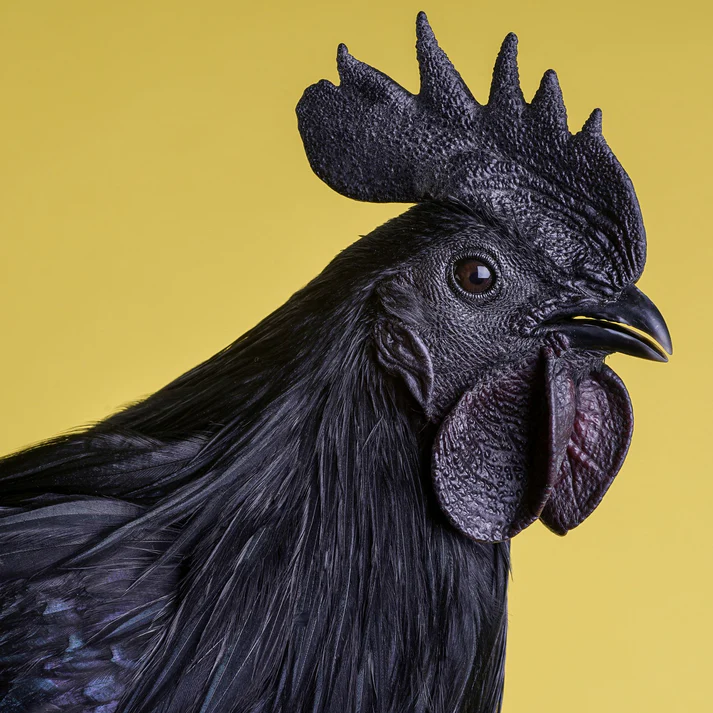 Warna hitam ayam Cemani disebabkan oleh mutasi gen fibromelanosis, yang menyebabkan produksi melanin berlebih (sumber :www.mypetchicken.com)