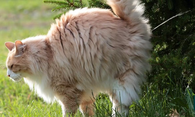Kucing jantan mempunyai kebiasaan menandai daerah kekuasaannya