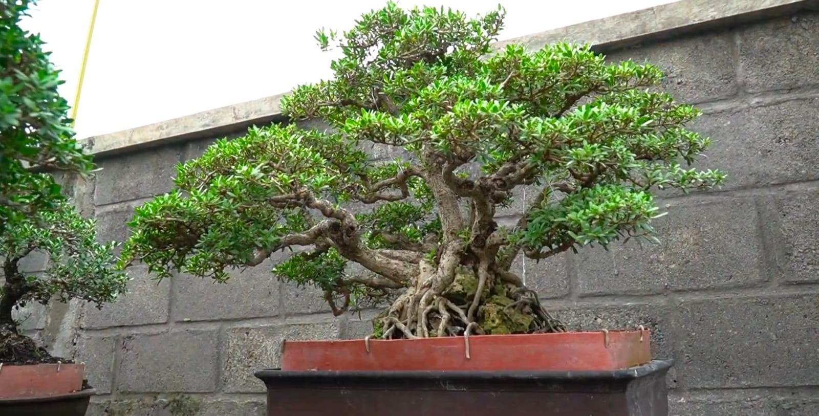 Ilustrasi Bonsai yang cantik untuk hiasan.