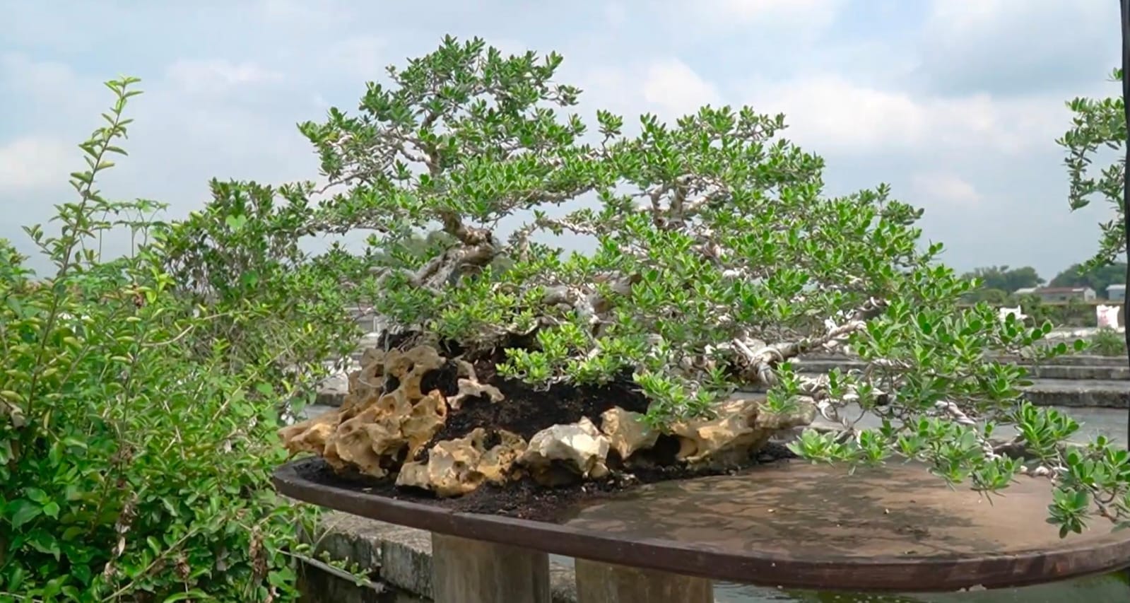 Bonsai memiliki aliran tertentu dalam pembuatannya.