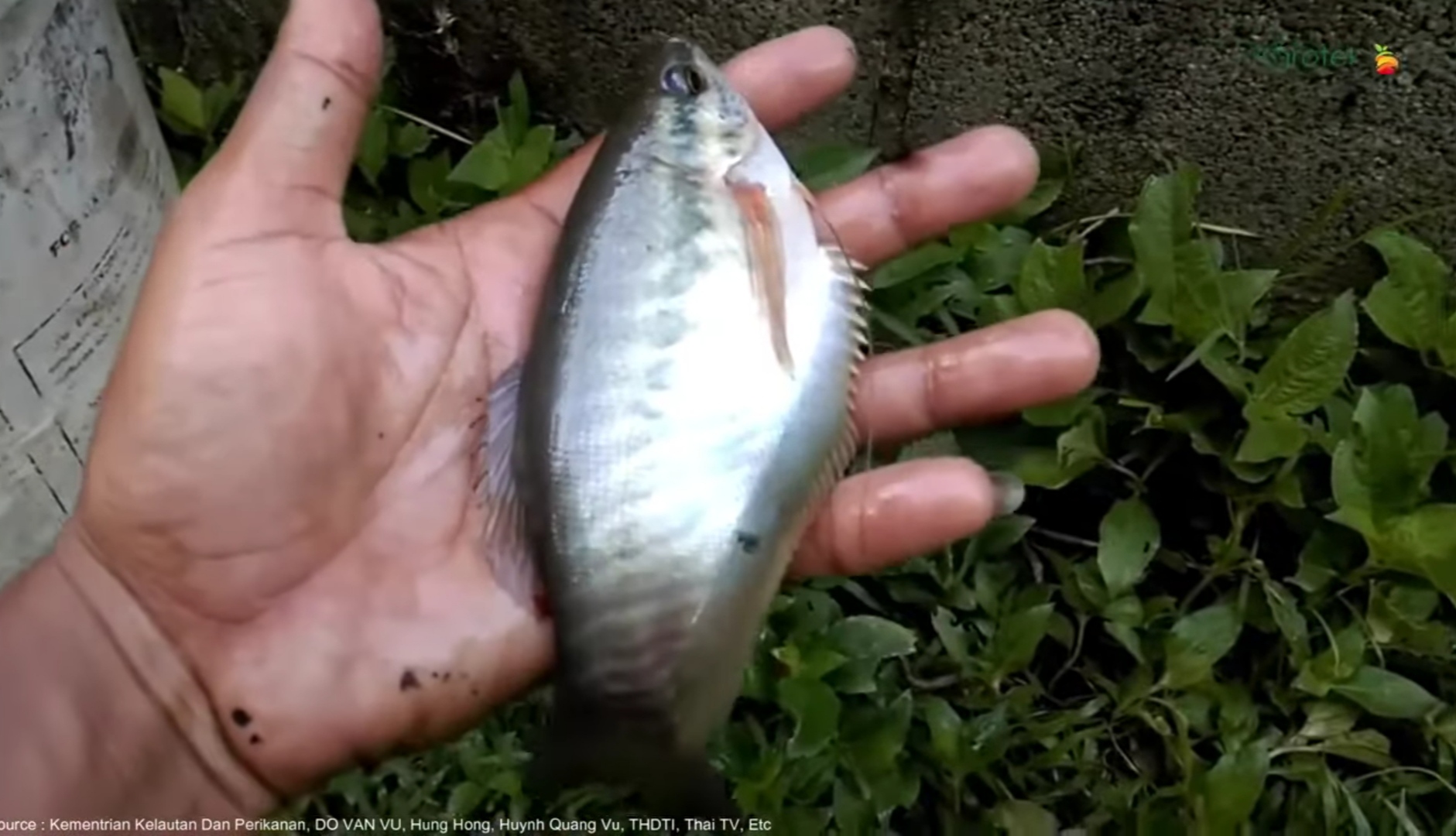 Ikan sepat siam. Bisa seukuran ikan gurami