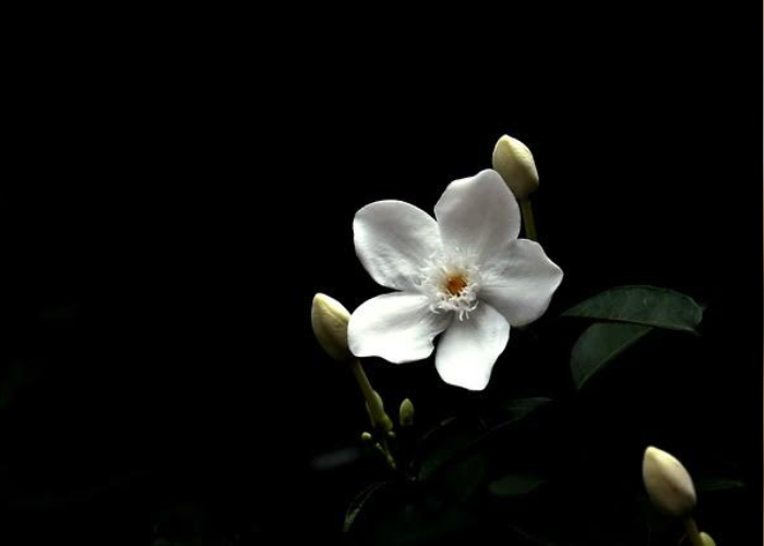 Bunga melati sebagai Puspa Bangsa.