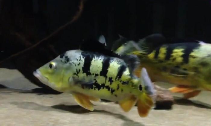 Ikan Peacock Bas, predator dengan warna indah