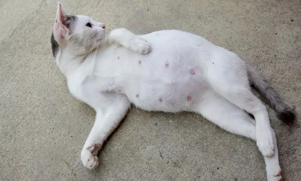Kucing hamil, perlu perhatian dan perawatan khusus