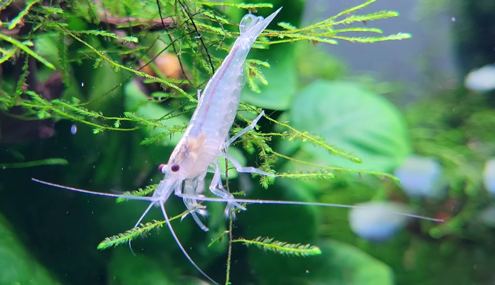 Udang Amano