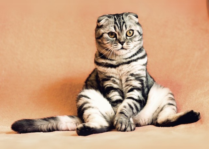 Ilustrasi Kucing yang berbulu lebat.