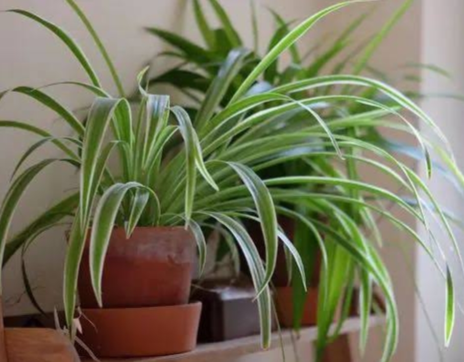 Illustrasi tanaman Spider Plant.