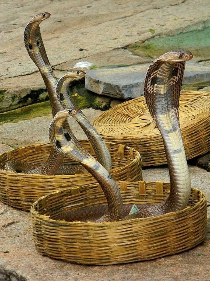 King Kobra dan Kobra, bisanya sama-sama mematikan tetapi beda kekuatan