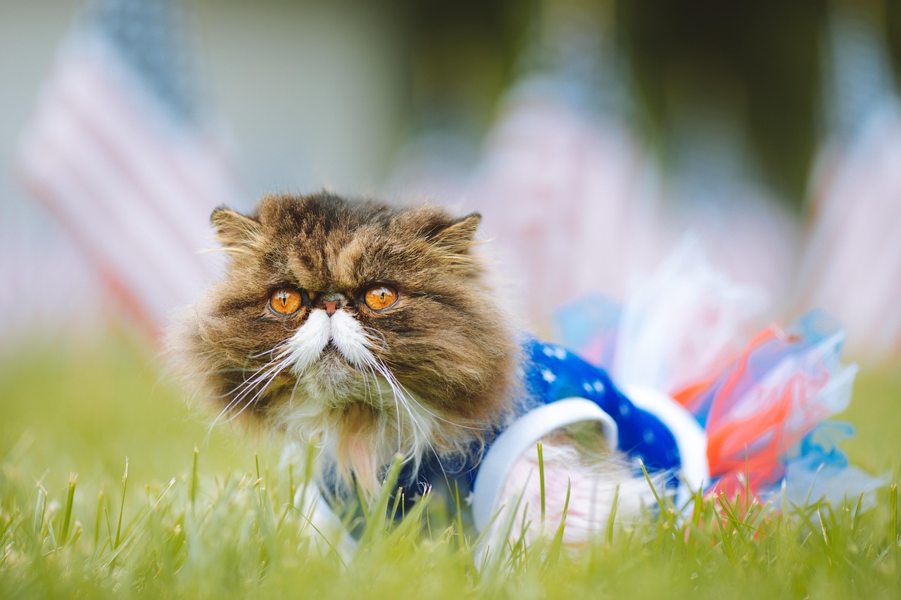 Kucing Persia yang lucu jadi favorit untuk dipelihara.