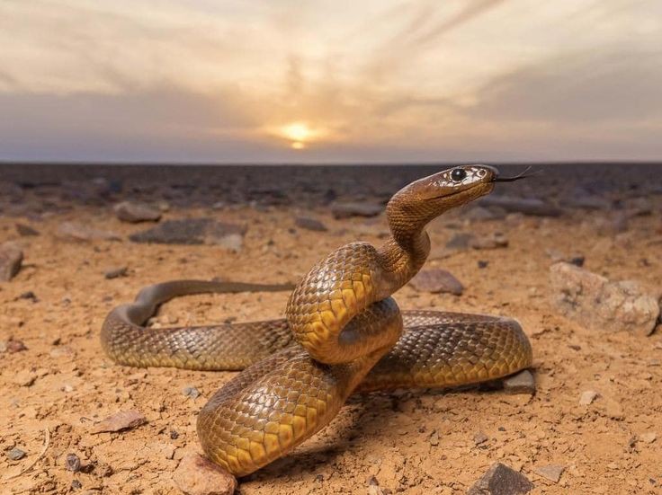 Ular Inland Taipan (Oxyuranus microlepidotus). Pemalu tapi mematikan