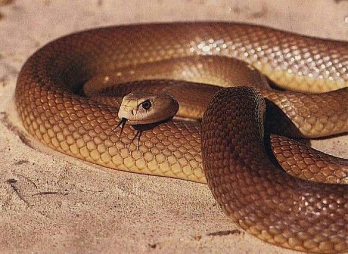 Inland Taipan (Oxyuranus microlepidotus) menempati peringkat tertinggi sebagai ular paling berbisa di dunia.