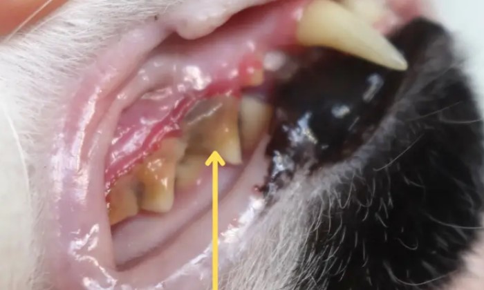 Gigi kucing perlu diperhatikan perawatannya