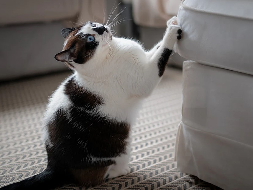 Kucing suka menggaruk furniture. Bisa dicegah dengan berbagai treatmen.