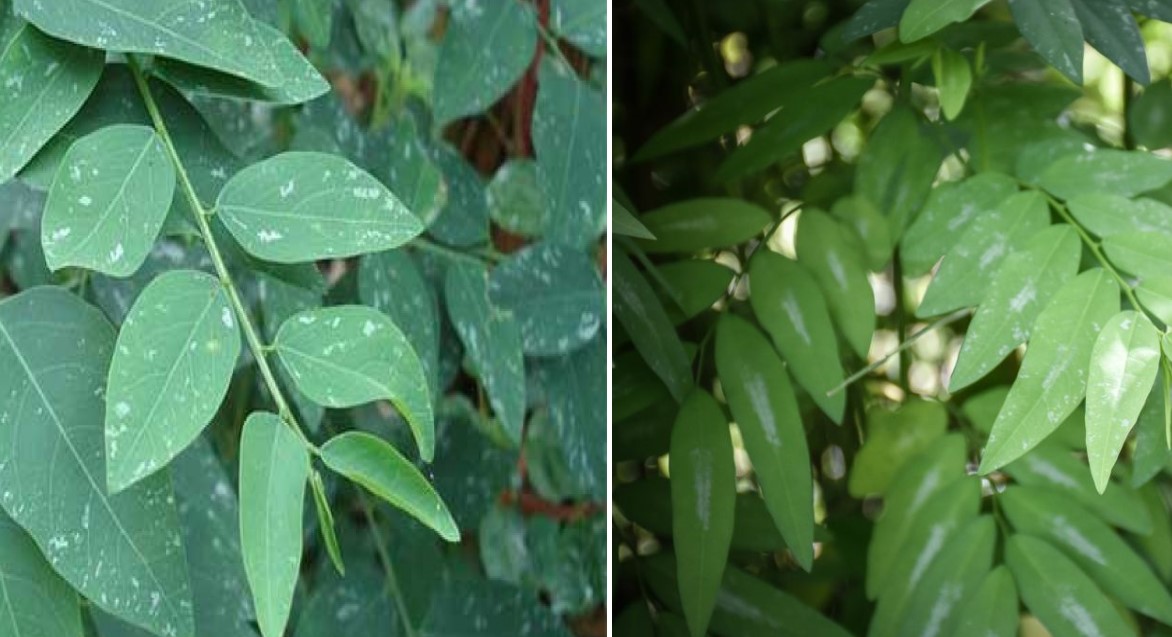 Daun katuk, penanmpakan permukaan yang sangat mudah dikenali