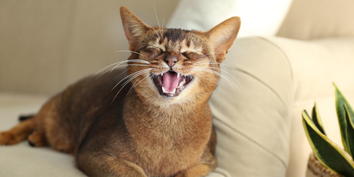 Kucing mengeong, tanda ada yang tidak nyaman?