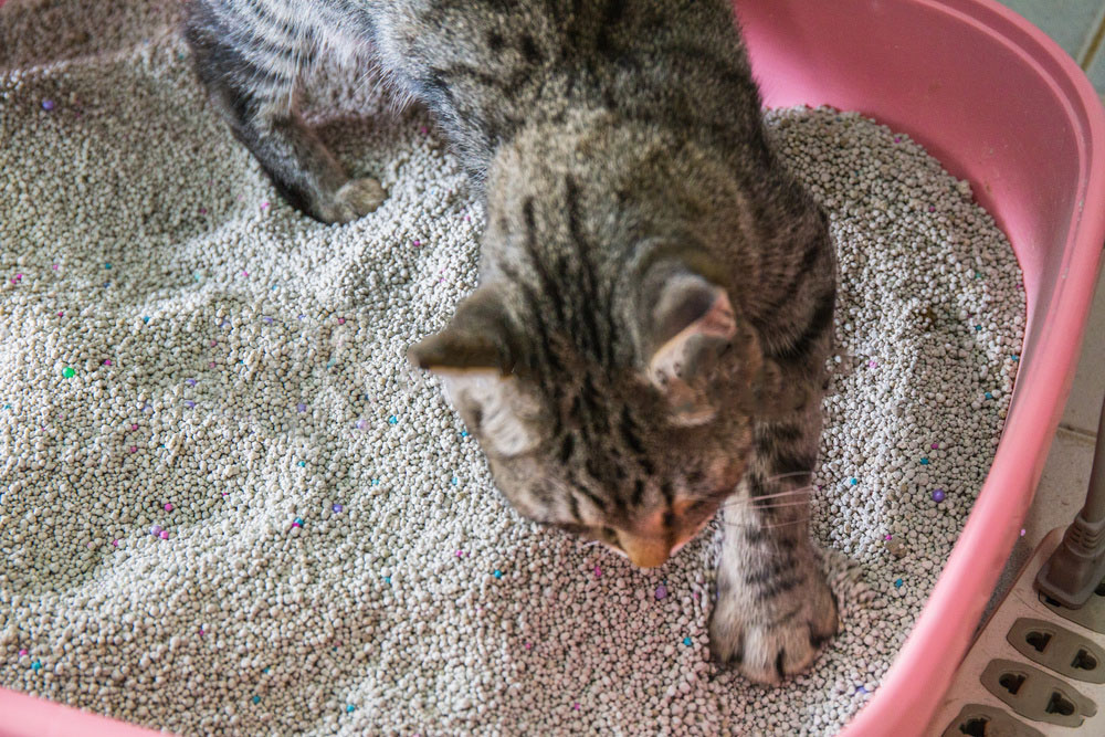 Kucing perlu dilatih dengan baik agar mau buang kotoran di pasir