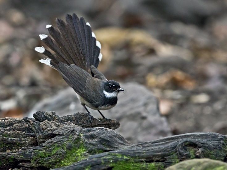 Burung Sikatan Kipas. Jadi penanda kondisi ekosistem