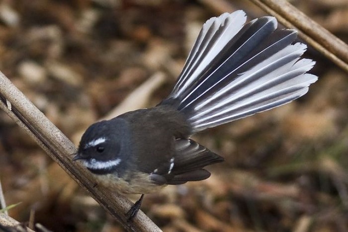 Burung Sikatan Kipas