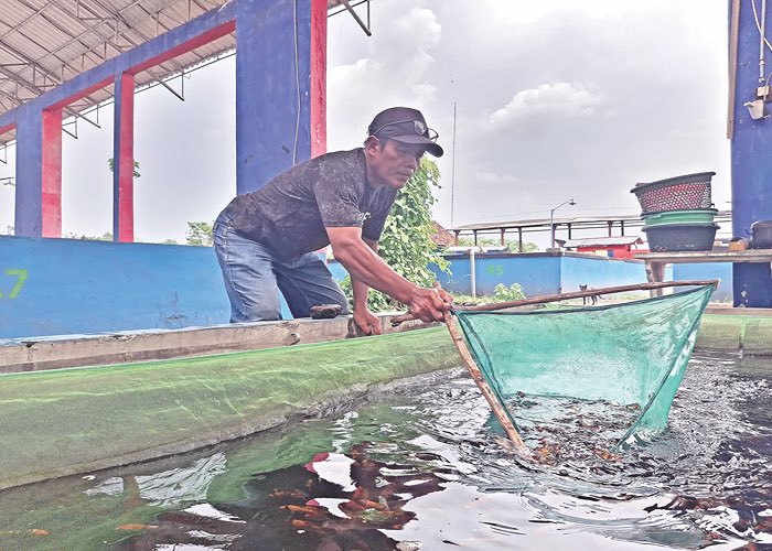 Sentra Aquabis Perikanan (SAP)