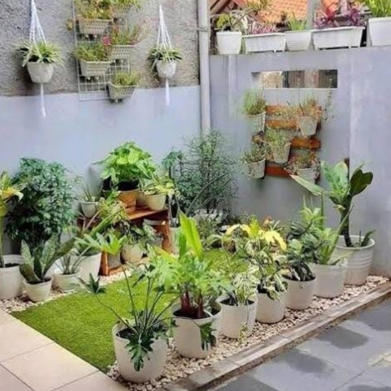 Illustrasi Tanaman Toga ditanam di rumah.