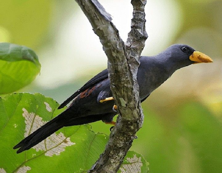 Jalak Rio. Jantan kicaunya besa lebih kencang dara yang betina
