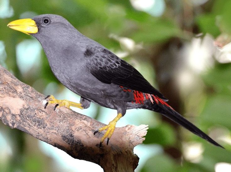 Jalak Rio, Burung endemik di sulawesi